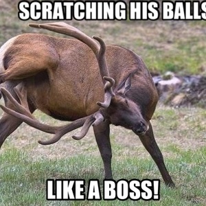 Deer scratching his balls